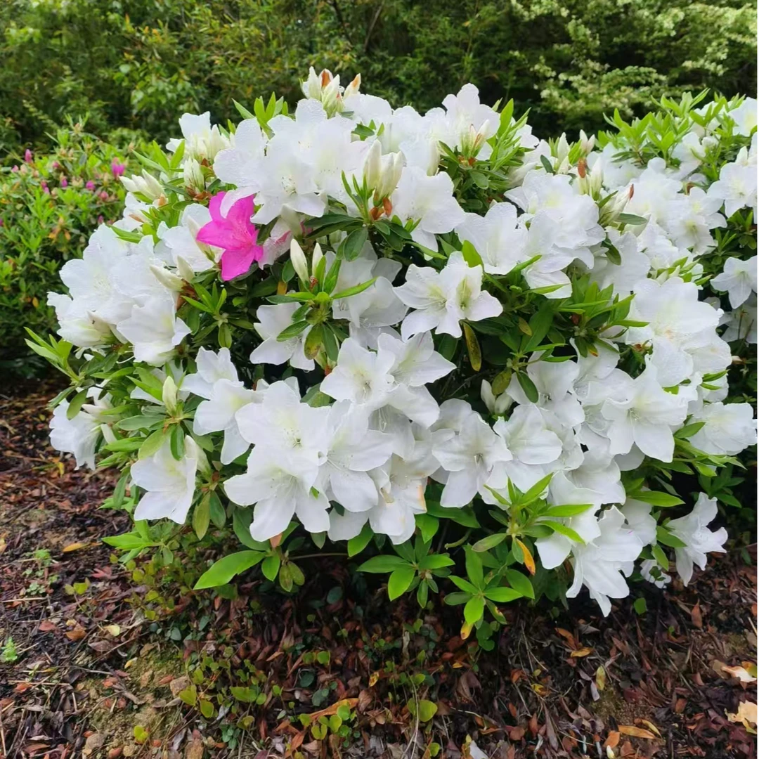室内阳台庭院盆栽杜鹃花白杜鹃植物