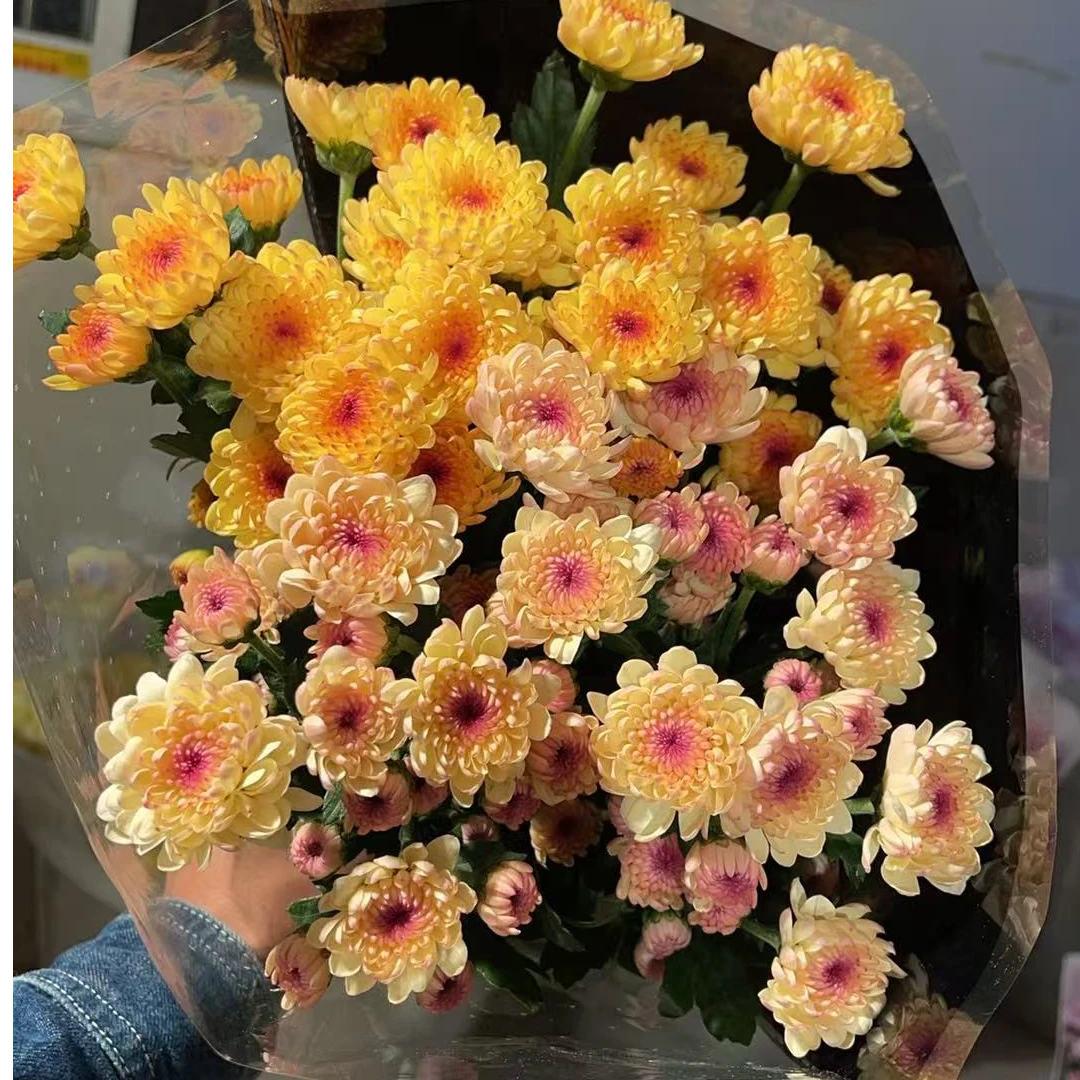 宝莲灯小菊【组合】小雏菊全店任意4单一个运费