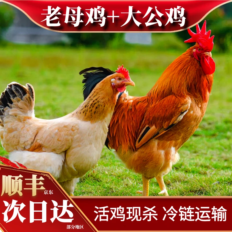 【喜宝家】3只2年老母鸡+赠1只公鸡 共4只净重10斤+赠2根人参