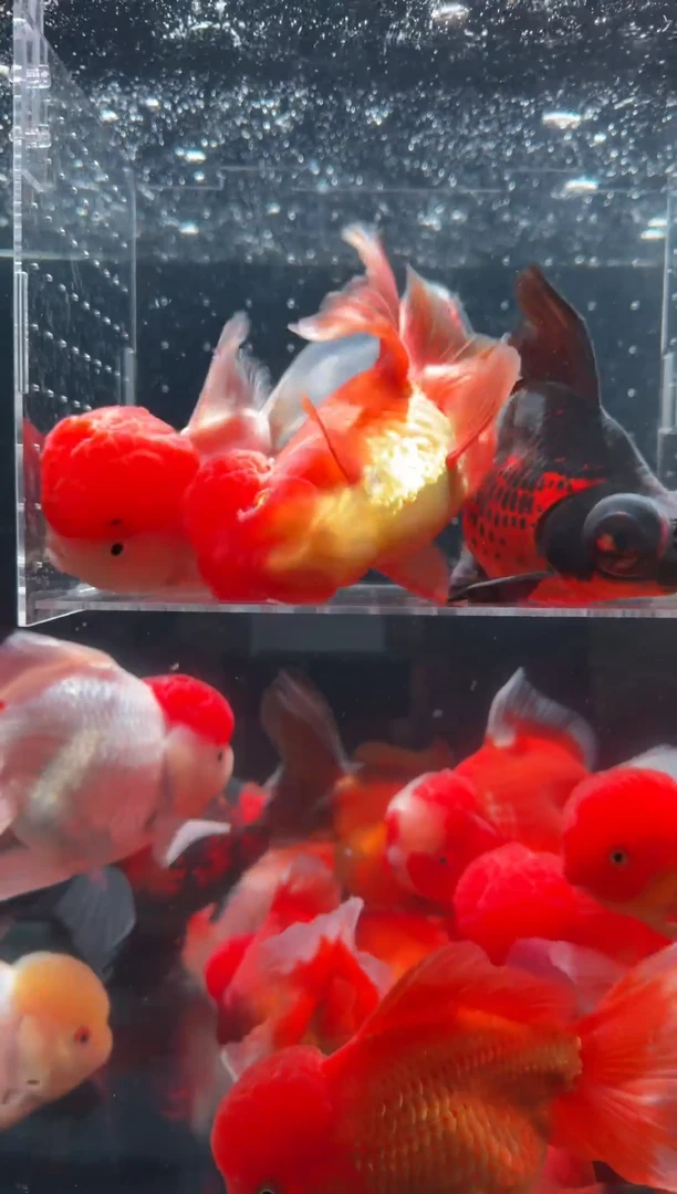 金鱼鱼之源一物一拍链接/无开箱视频不售后3