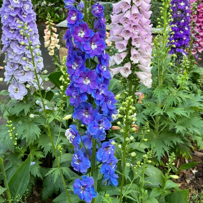 [大花飞燕草]  1加仑口径（4色可选） 线形花材庭院搭配高杆多年生