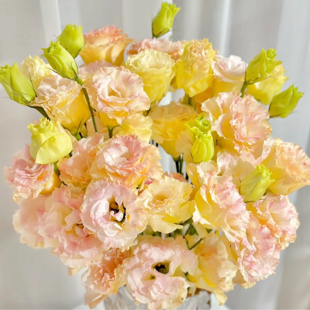 鲜花【洋桔梗】同地址两单顺丰或京东送货上门