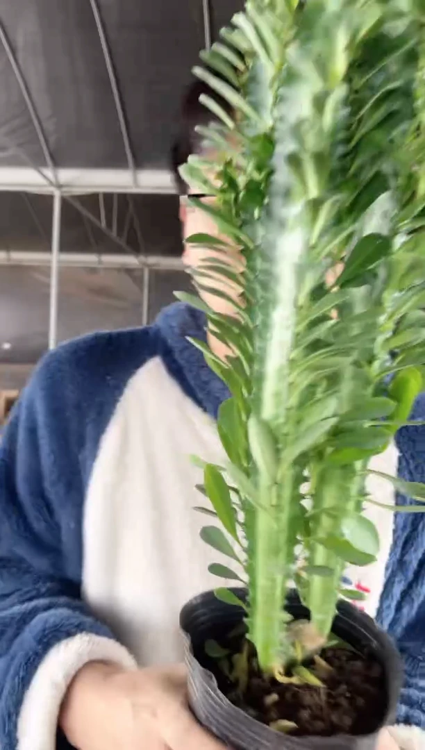 【闪购商品】绿龙骨 高30cm