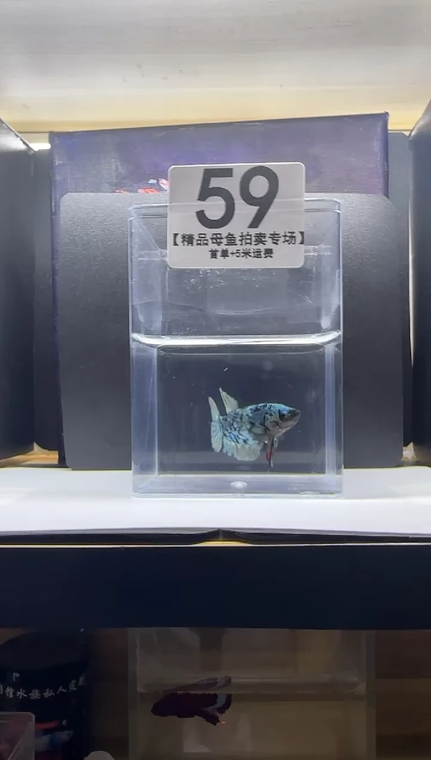 斗鱼精品母鱼编号59