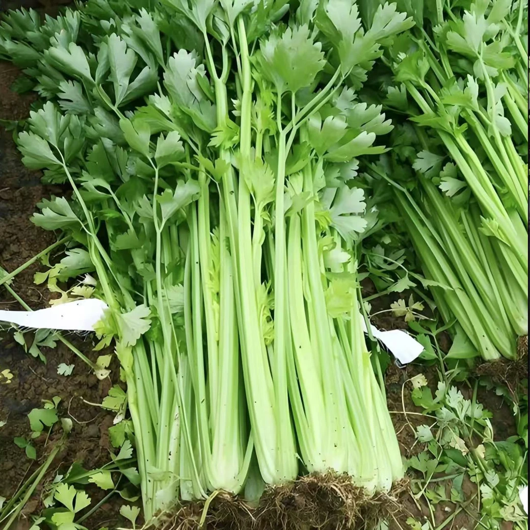 ⑥③ • 芹菜   300g±30g