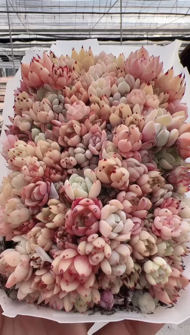 【闪购商品】饭盒苗-2