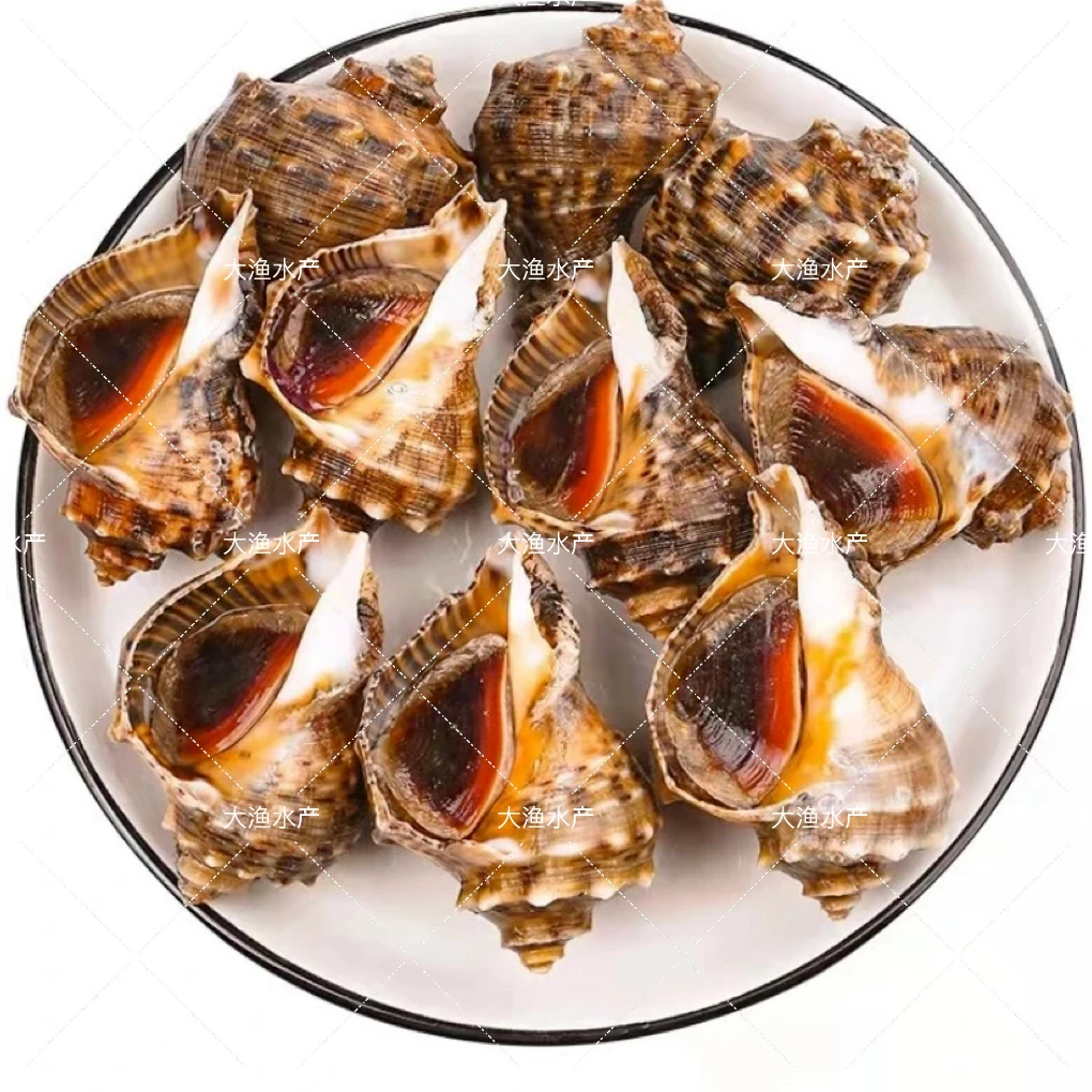 海螺（500g）