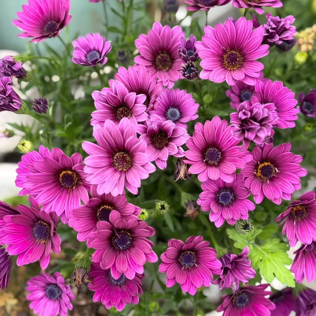 蓝目菊【魔幻玫红】盆栽带花苞易养耐寒适合阳台庭院种植多年生花卉