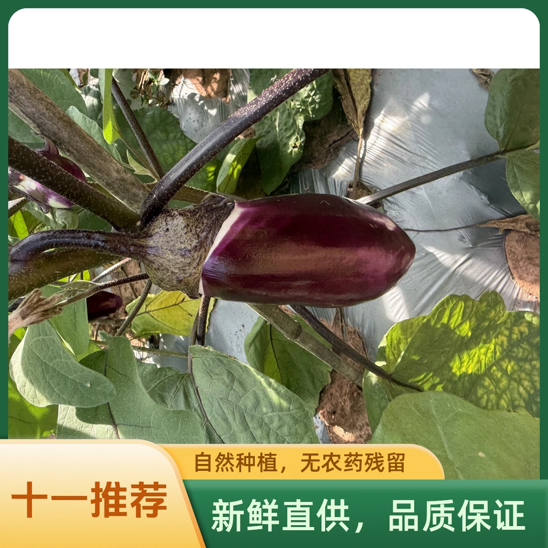 十一自种老品种糯米茄子