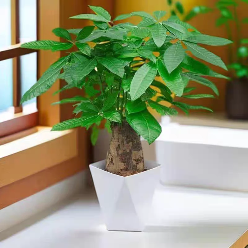 大象腿发财树40-50cm四季常青懒人绿植吸附甲醛