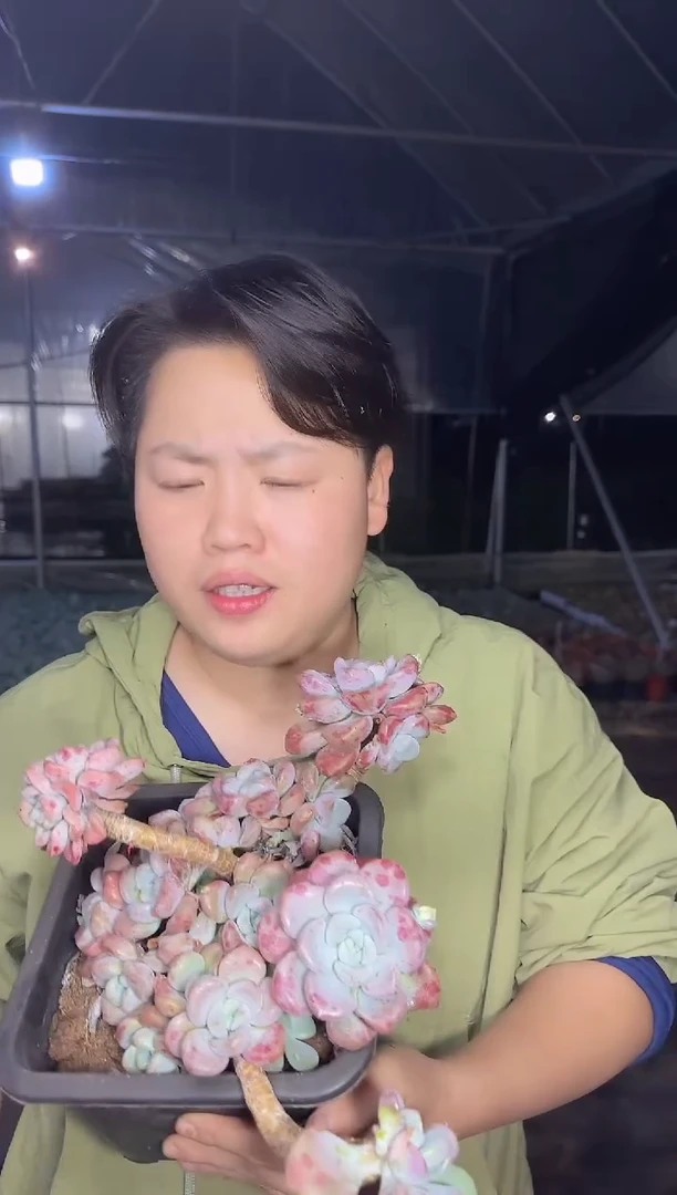 老桩多头花斑露 挑大的 12.88
