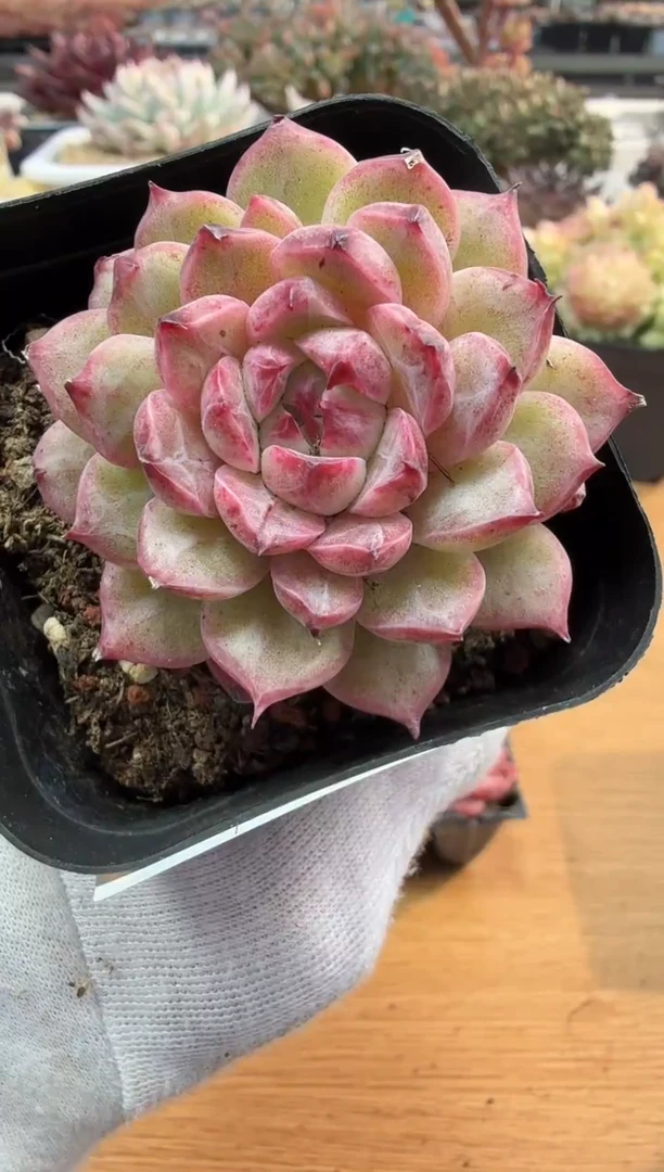 东云多肉园二店-122