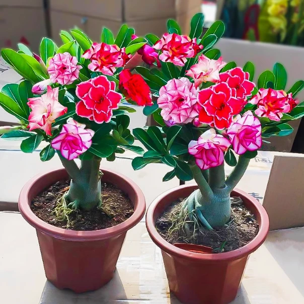 2棵 沙漠玫瑰盆耐旱花卉绿植阳台庭院盆栽花卉