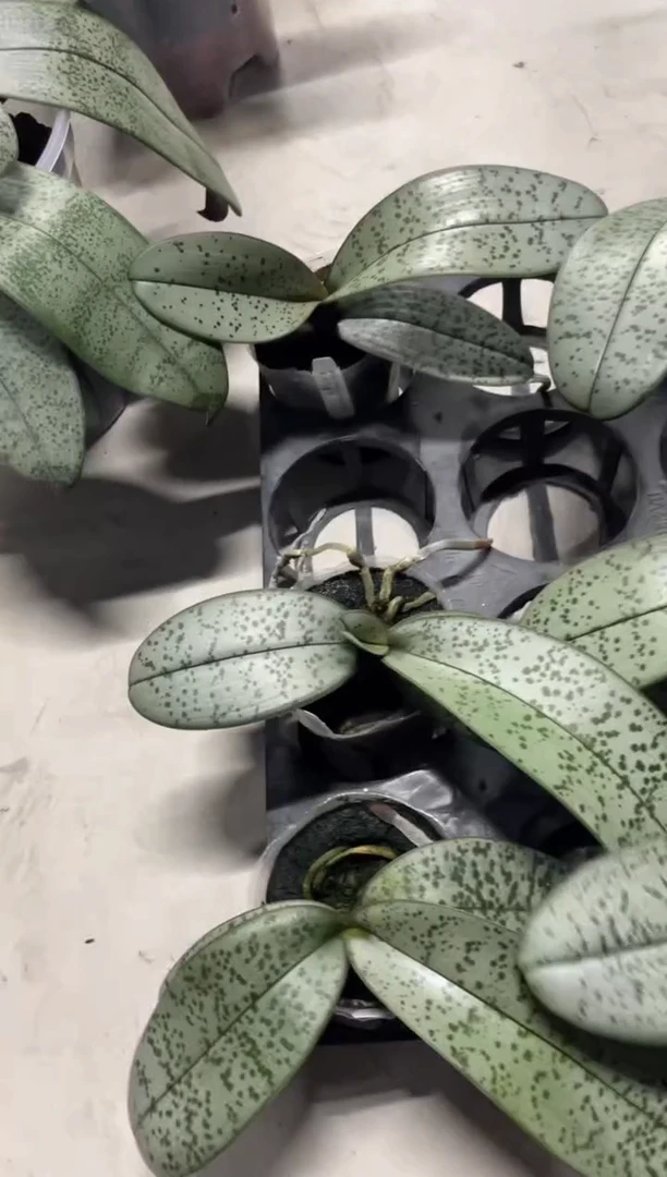 当前无花栽培后可以开花银叶精选株