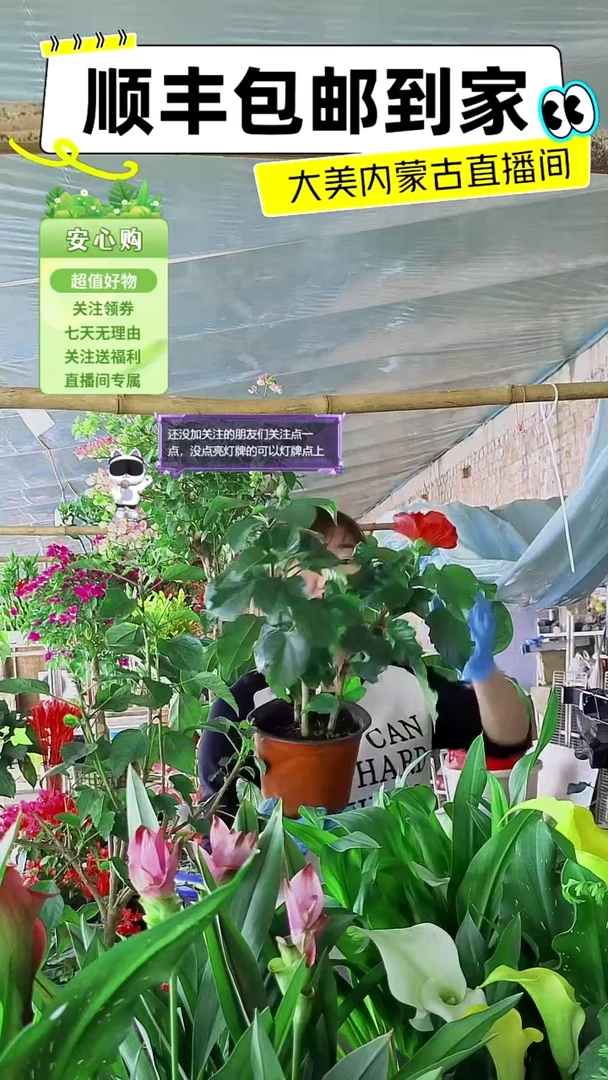 完全开放双色木槿