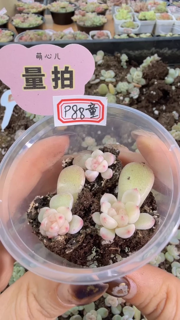 P88/童话单双混 3颗量拍混发 满9.9包邮