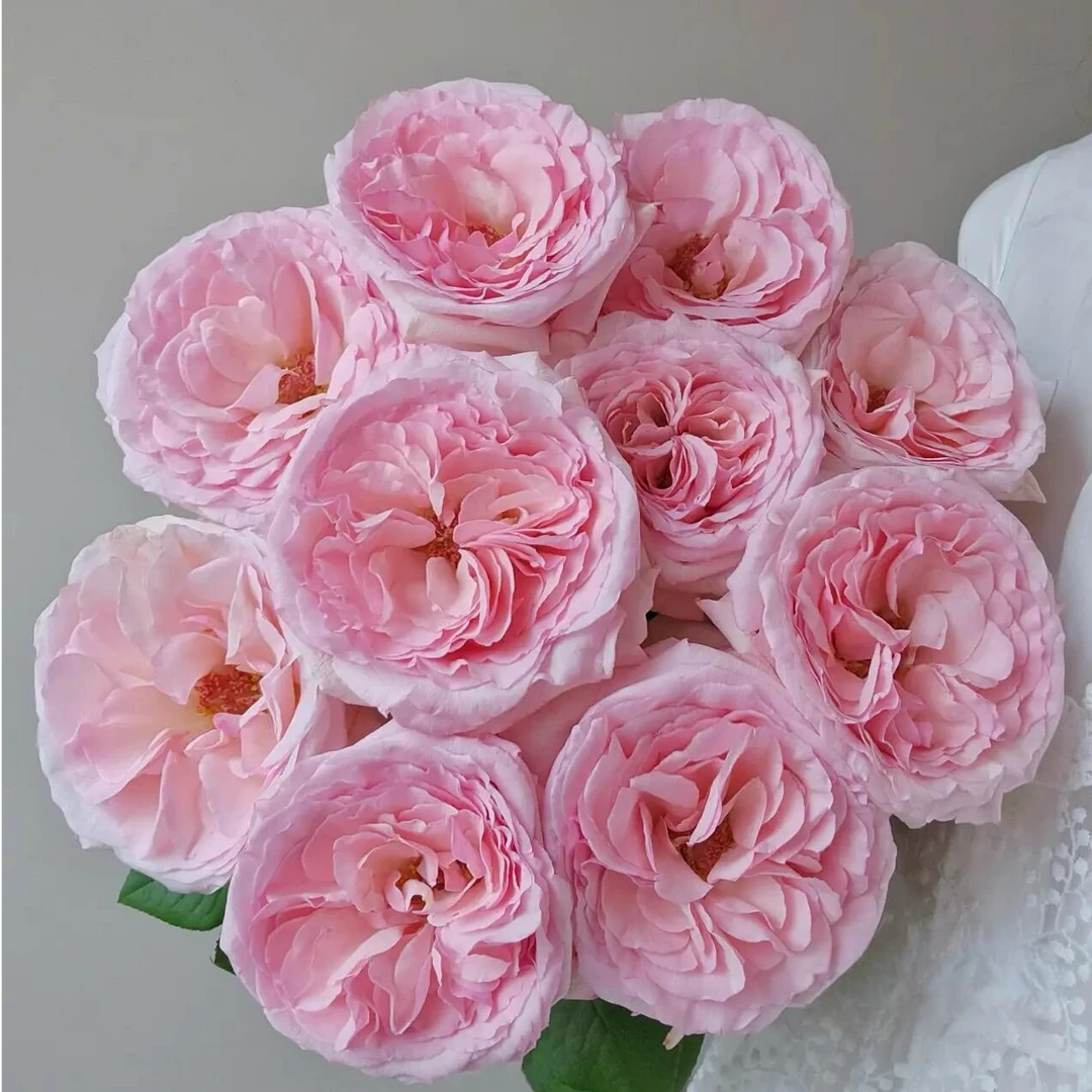 【粉荔枝鲜花】云南单头鲜切花水培插花任意两单 顺丰包邮