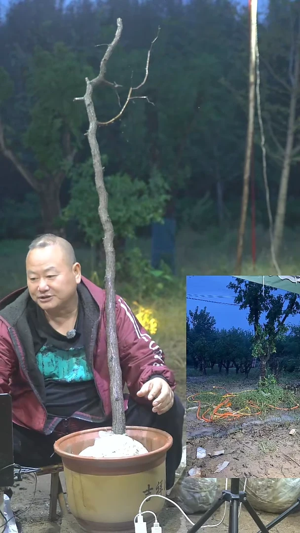 完全开放枣树0003