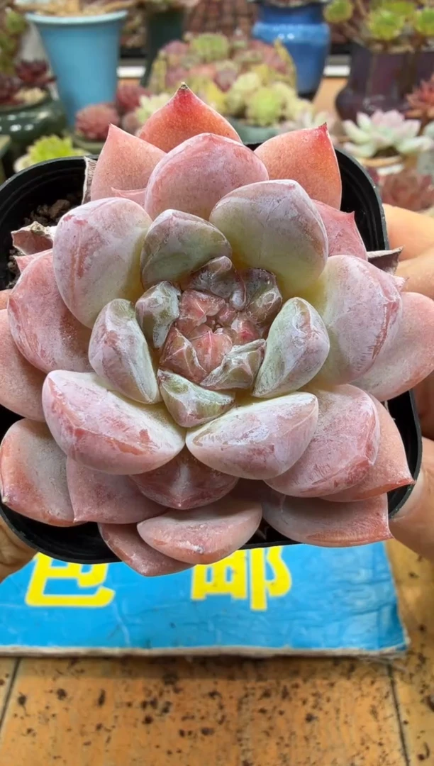 东云多肉园二店-490