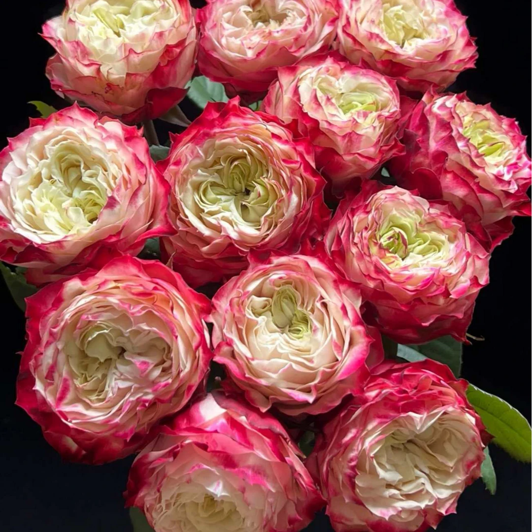 苹果杰克玫瑰---云南基地鲜切花，到货一定要先醒花