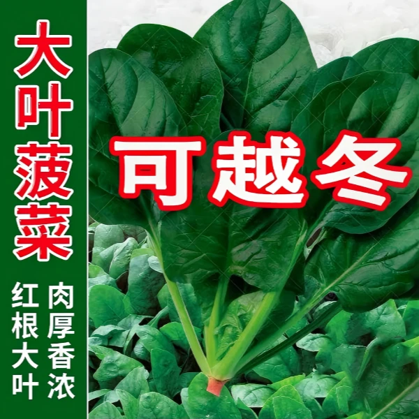 【全店满5包包邮】大叶菠菜种子蔬菜种子高产耐热耐寒四季