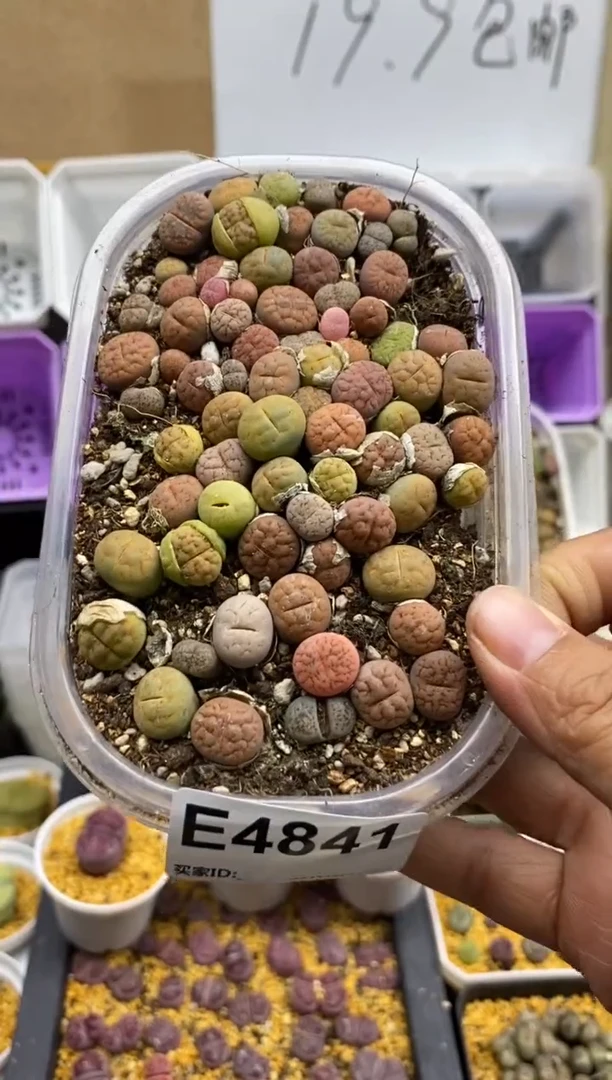 4841直播一物一拍