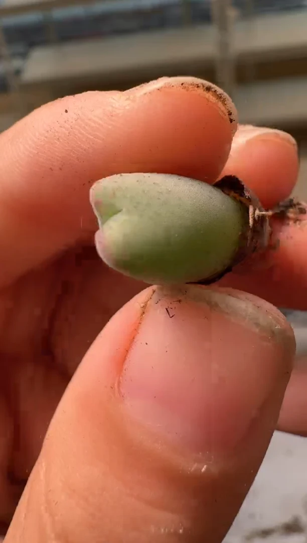 28-274多肉植物肉锥毛皮卡丘