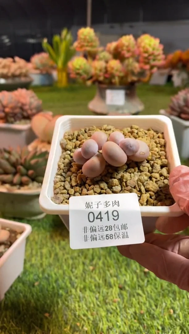 【闪购商品】0419a