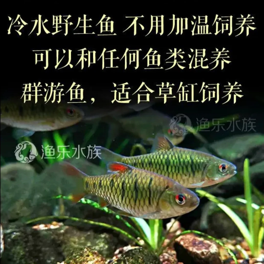 原生鱼生态冷水鱼条纹小鲃小溪鱼群游鱼昆明好养耐活小鱼观赏鱼