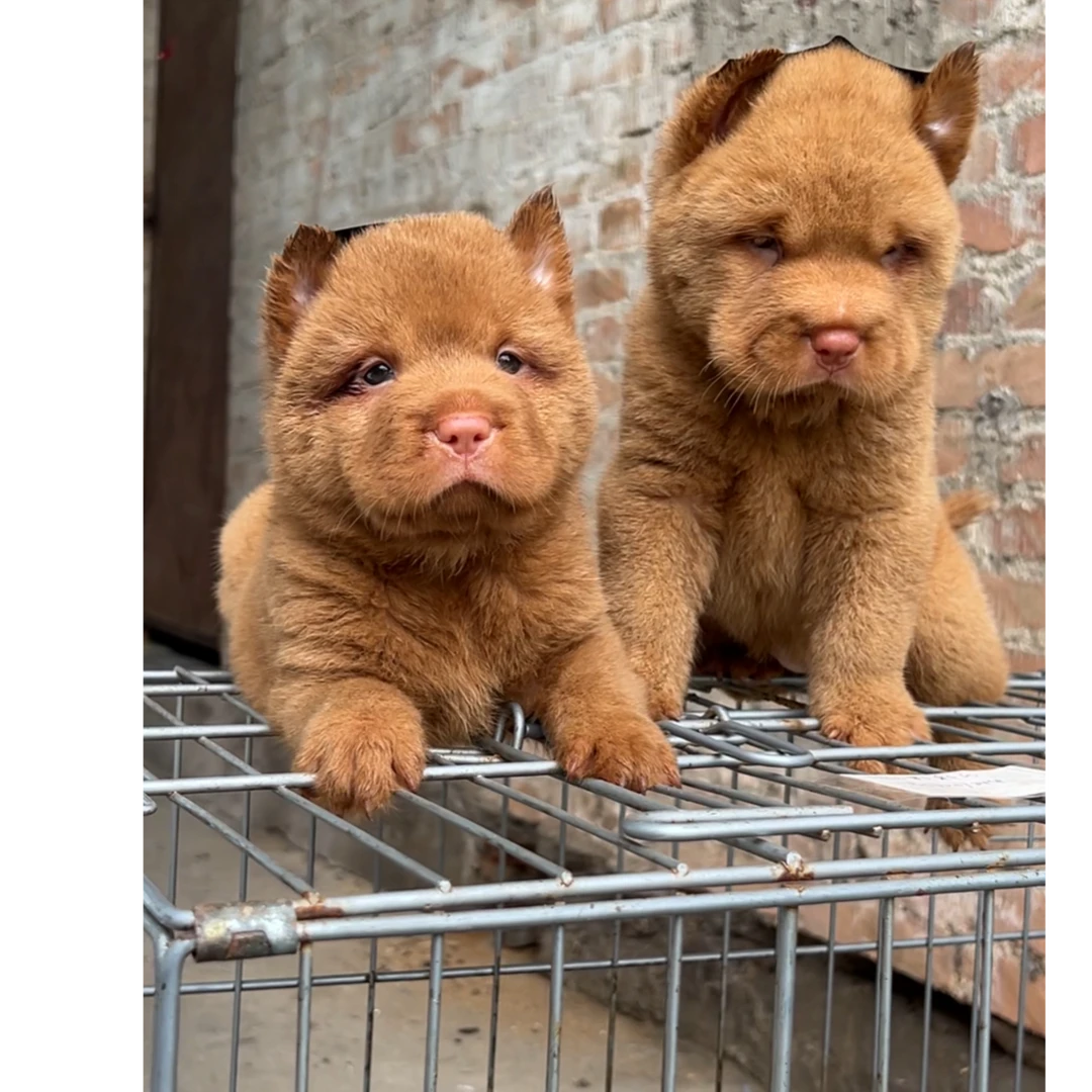 新(文俊犬舍)T狗狗活体