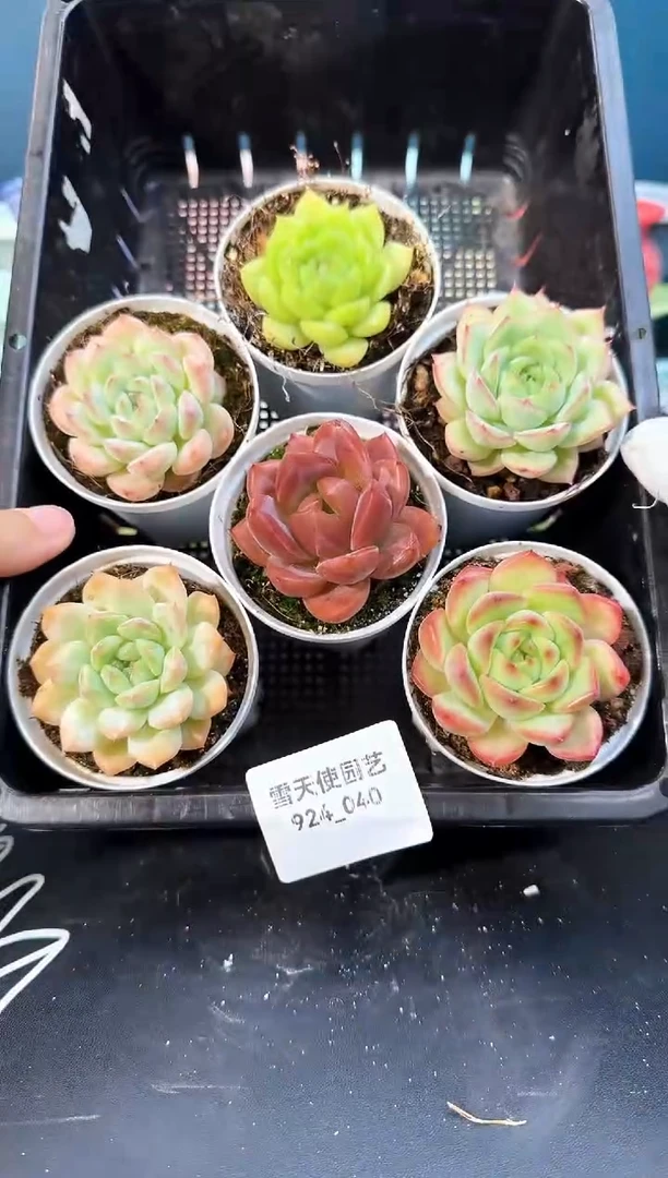 924-040多肉6颗