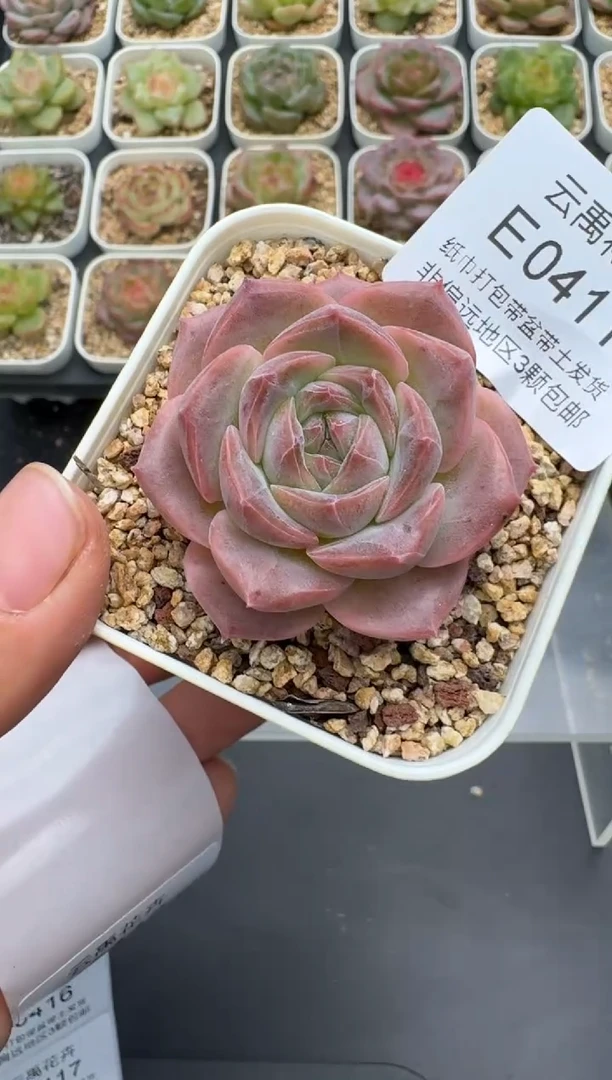 411E云禹多肉植物 带盆土纸巾打包 3颗包邮