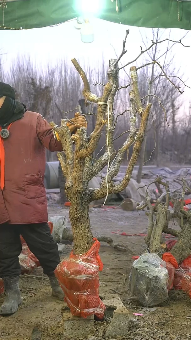 完全开放枣树1017