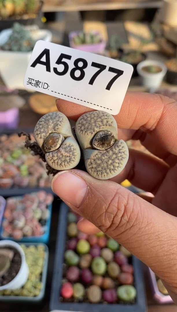 【闪购商品】5877直播一物一拍