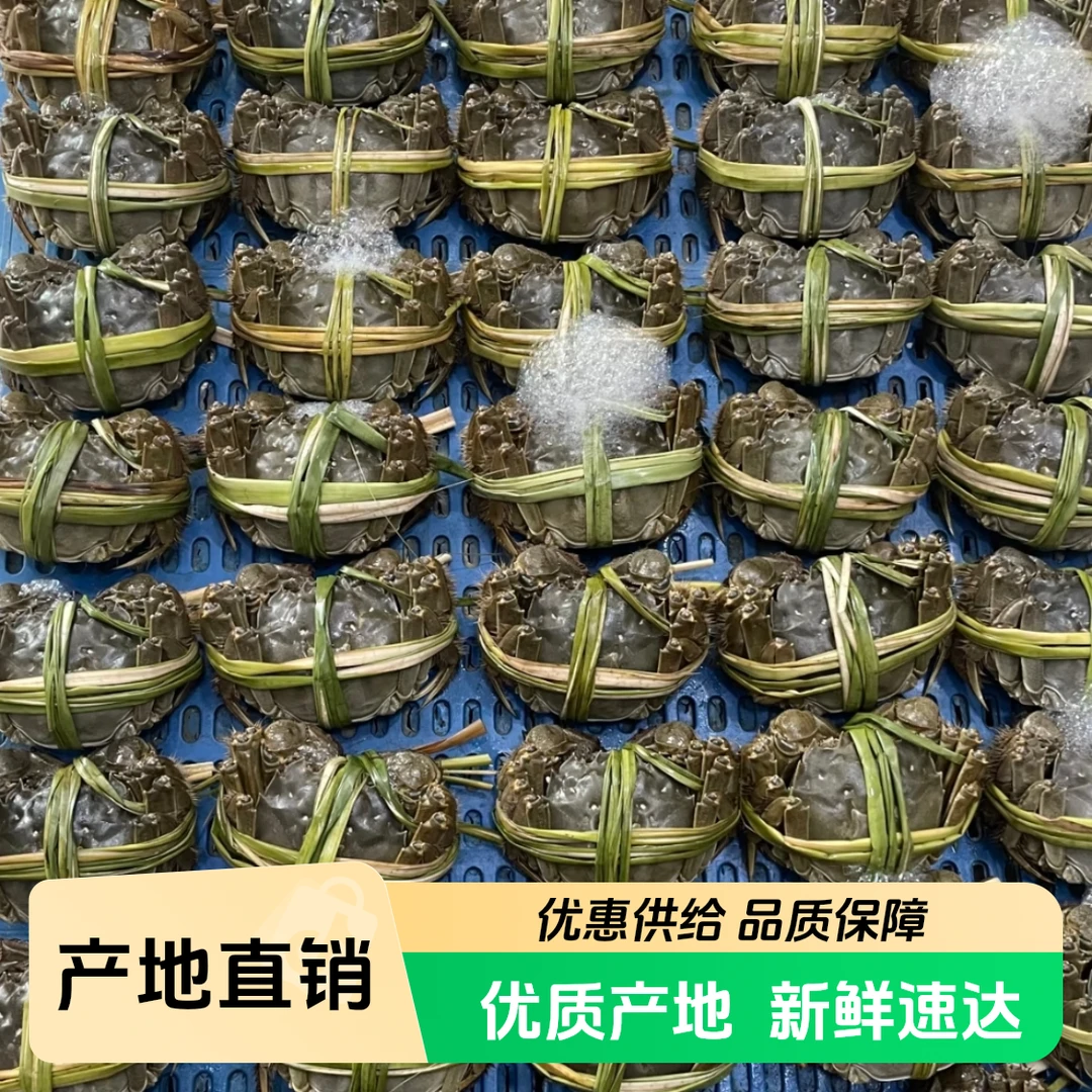 水果邹【3.0两活蟹】一口鲜江苏大闸蟹全母蟹4/8/12只只发川渝海鲜