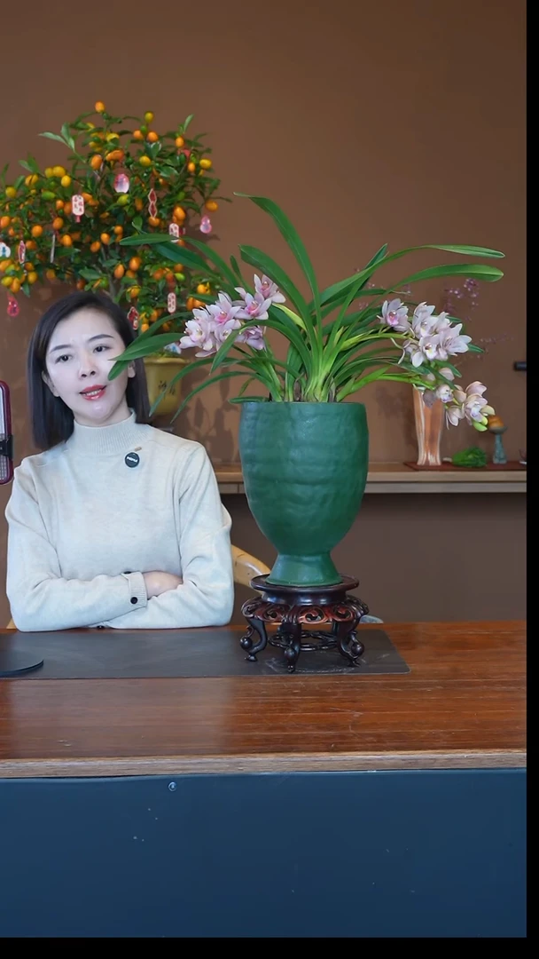 全部花朵樱花盆景盆景盆景