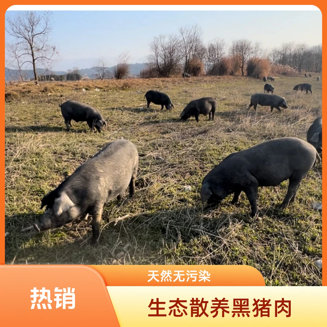 正宗农家散养吃煮潲跑山黑土猪肉质鲜甜健康营养
