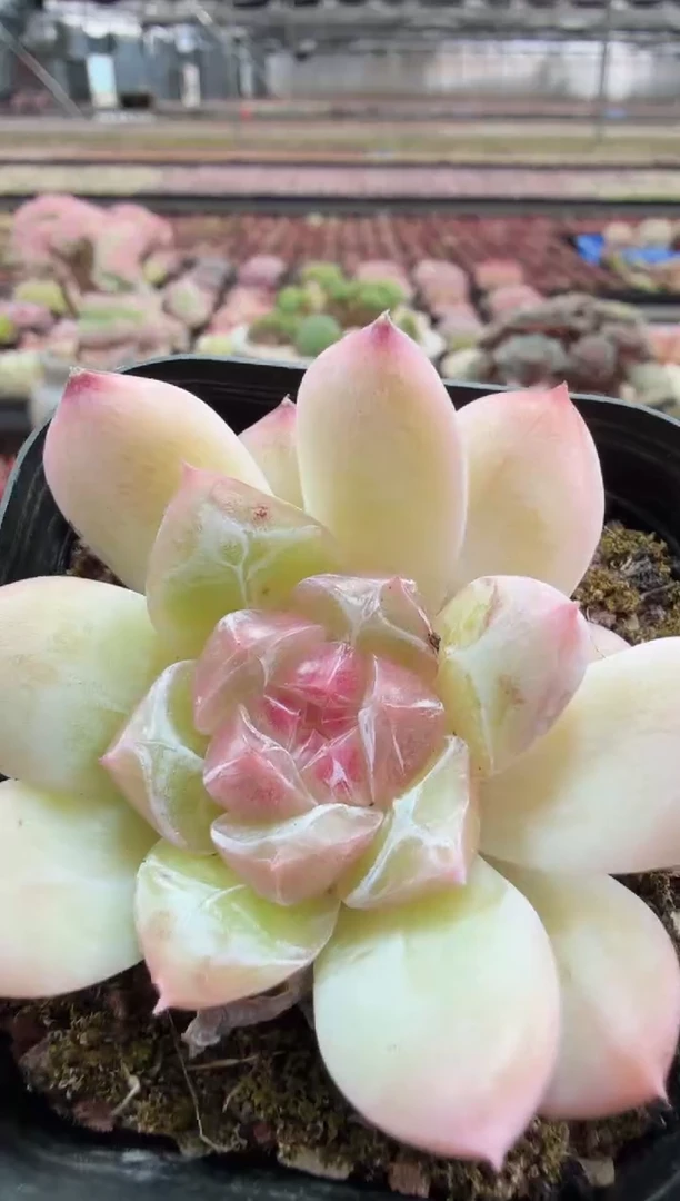 东云多肉园二店-424