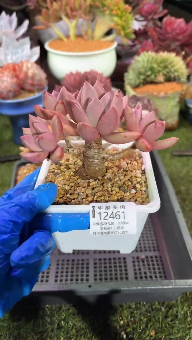 【闪购商品】12461