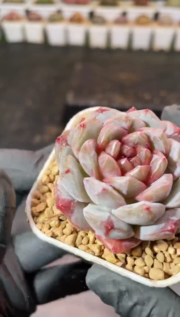 3-11 妖精系3-4厘米 量拍发一颗