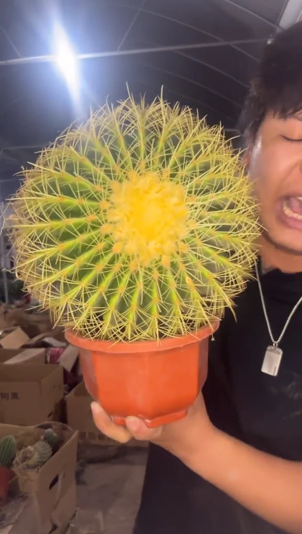 实生根 大大大金虎 14-20cm