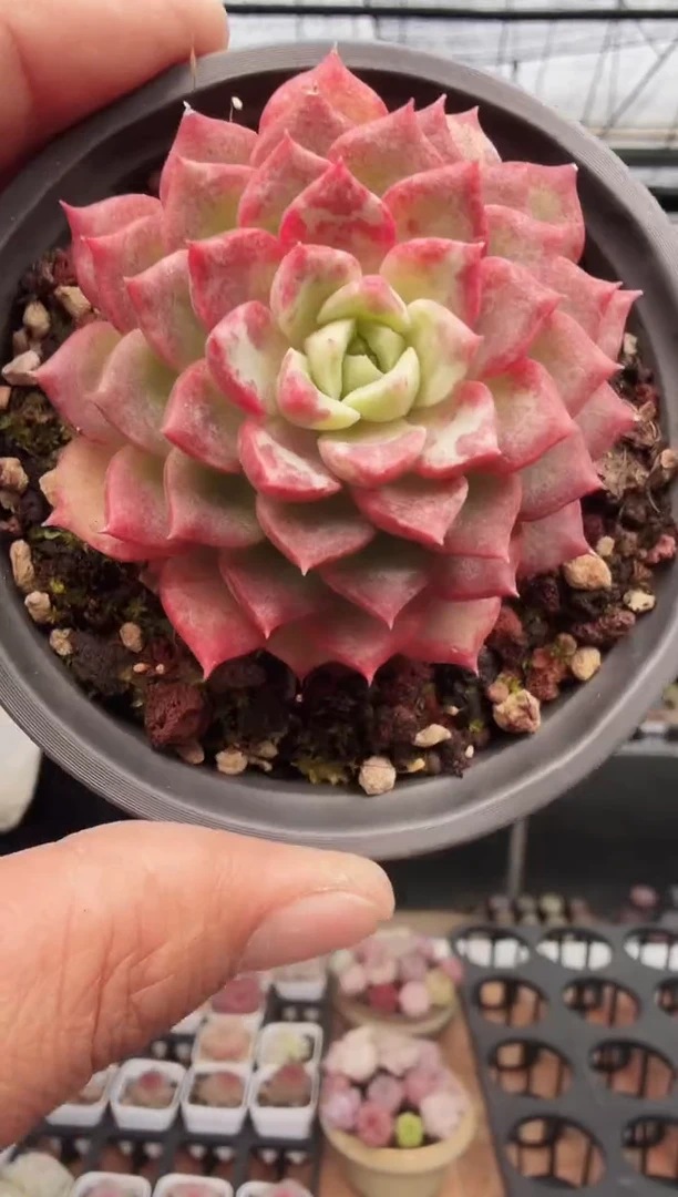 东云多肉园新款-237