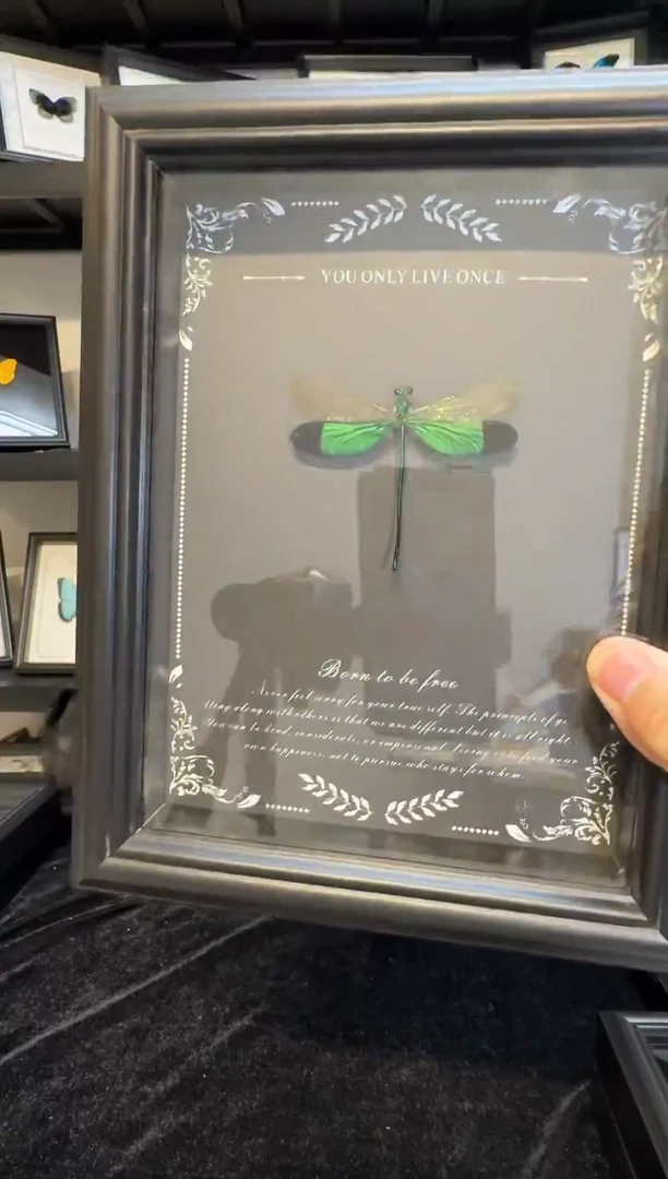 玻璃真实蝴蝶标本