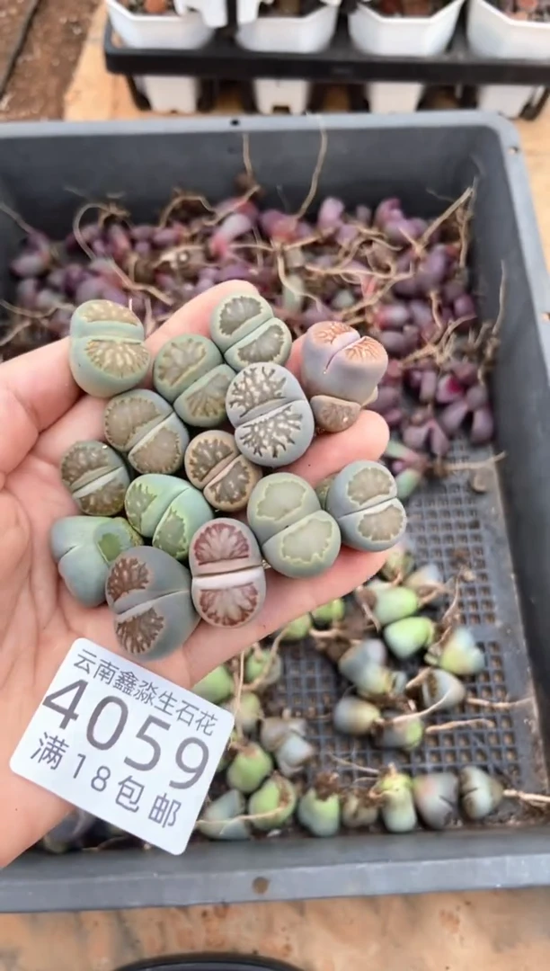 4059特价绿色菊有瑕疵发货4颗量拍【绿色2颗】
