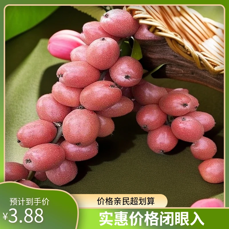 【9到12月可种】羊奶果种子四季小院种植高产水果羊奶子果树种子