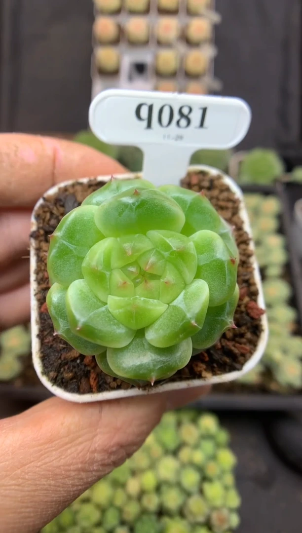 q081 小珍妮 脱土发  9.9