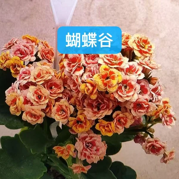 120蝴蝶谷长寿花