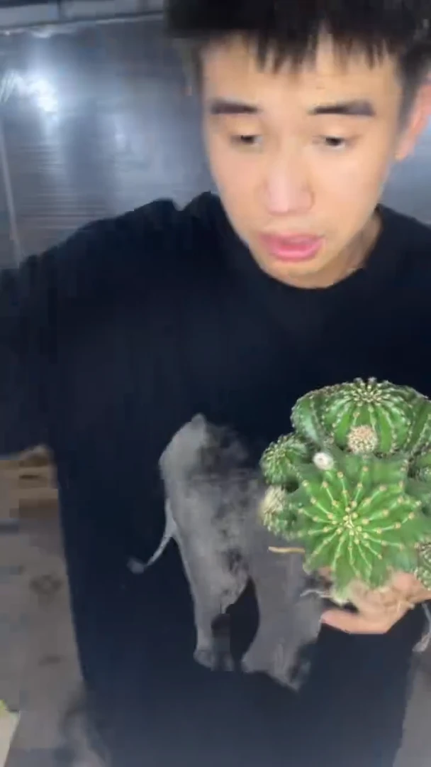 大号 浓桃筋【带根】