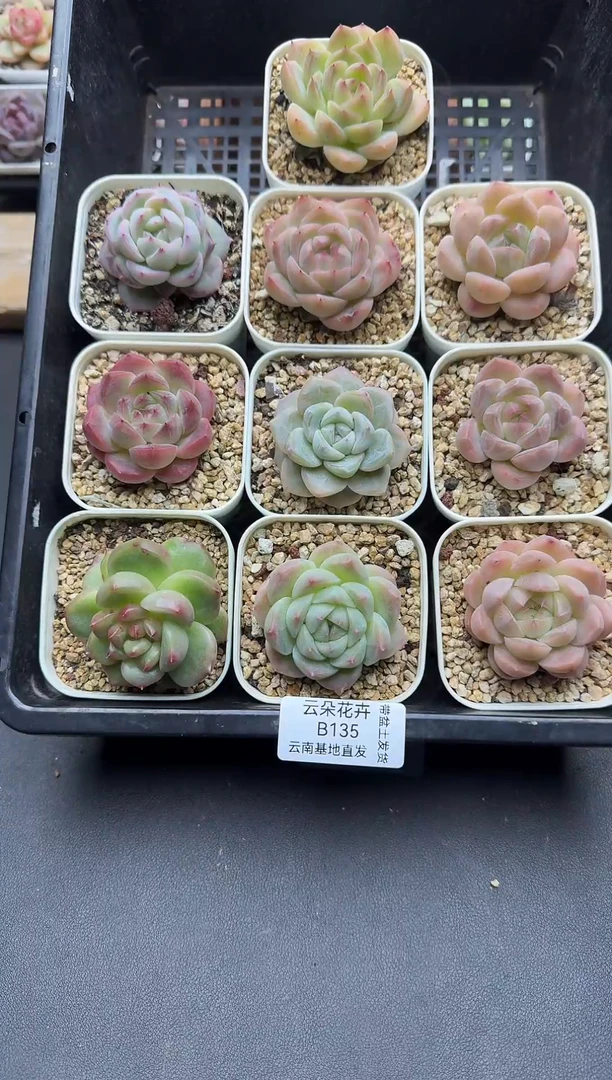 珍妮杂交多肉B135