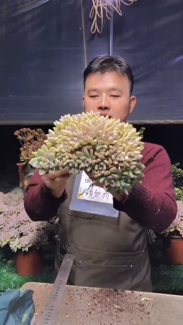 182淡雪缀化一物一拍